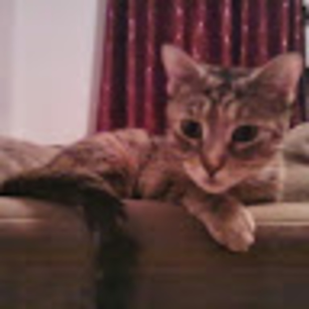 Meet your Posher, Chris